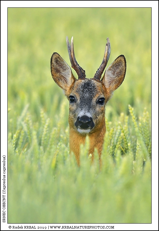 Srnec obecn� | Roe Deer | Reh | Capreolus capreolus