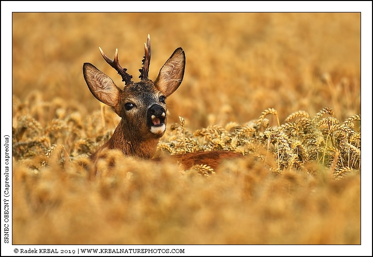 Srnec obecn� | Roe Deer | Reh | Capreolus capreolus