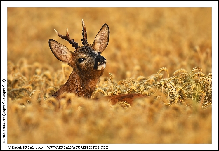 Srnec obecn� | Roe Deer | Reh | Capreolus capreolus