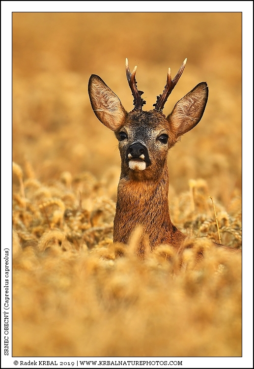 Srnec obecn� | Roe Deer | Reh | Capreolus capreolus
