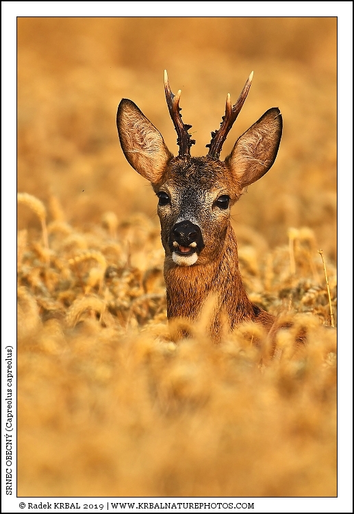 Srnec obecn� | Roe Deer | Reh | Capreolus capreolus
