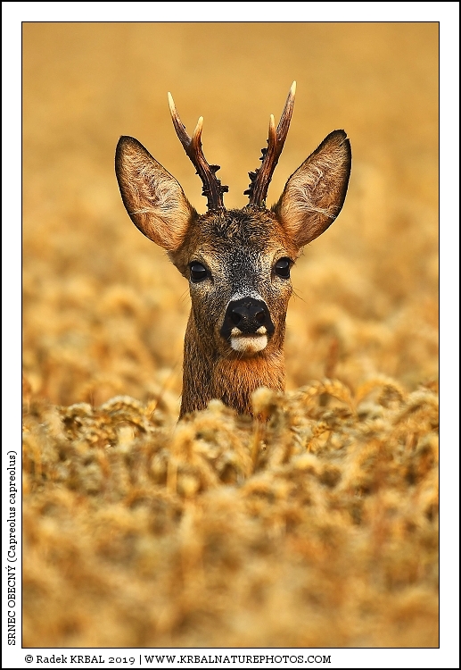 Srnec obecn� | Roe Deer | Reh | Capreolus capreolus