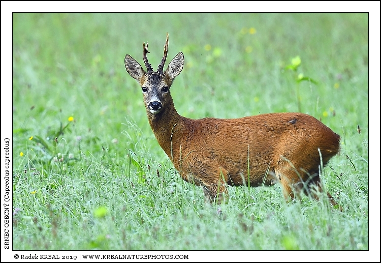 Srnec obecn� | Roe Deer | Reh | Capreolus capreolus