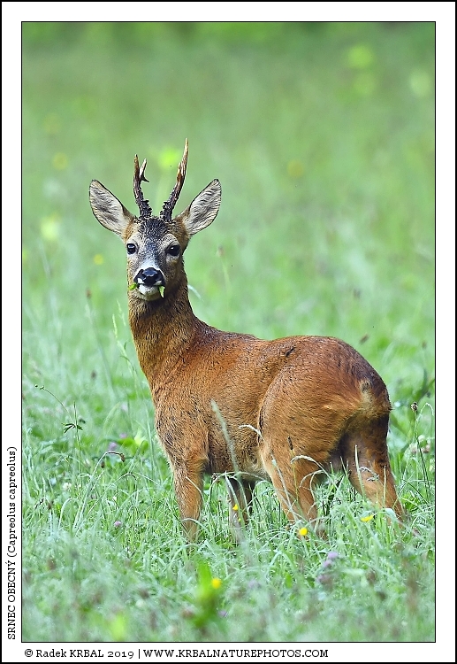 Srnec obecn� | Roe Deer | Reh | Capreolus capreolus