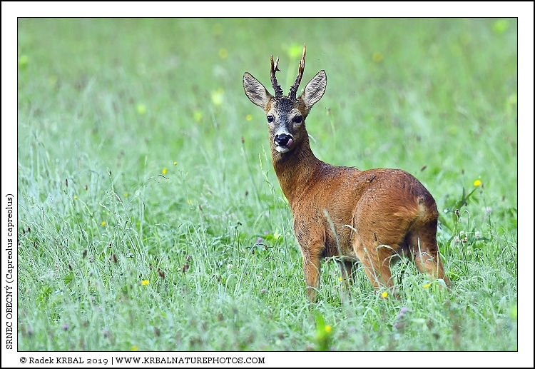 Srnec obecn� | Roe Deer | Reh | Capreolus capreolus