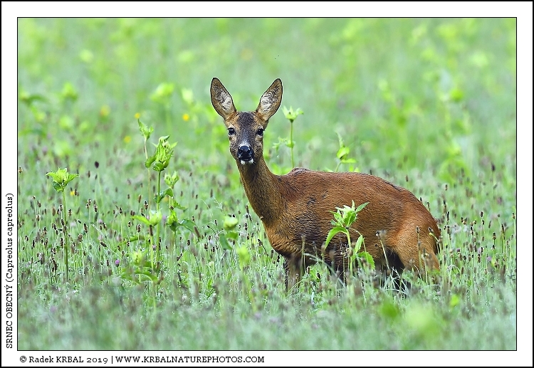 Srnec obecn� | Roe Deer | Reh | Capreolus capreolus