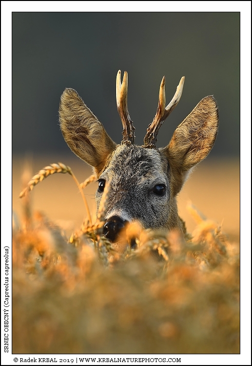 Srnec obecn� | Roe Deer | Reh | Capreolus capreolus