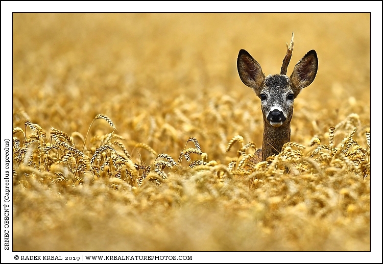 Srnec obecn� | Roe Deer | Reh | Capreolus capreolus