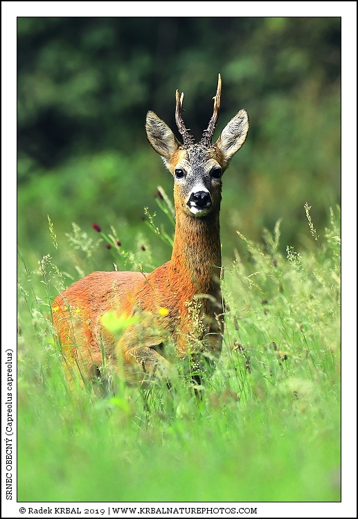 Srnec obecn� | Roe Deer | Reh | Capreolus capreolus