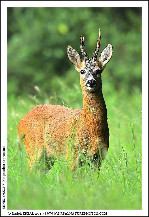 Srnec obecn� | Roe Deer | Reh | Capreolus capreolus
