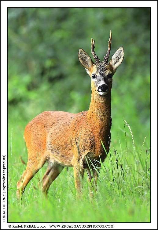Srnec obecn� | Roe Deer | Reh | Capreolus capreolus
