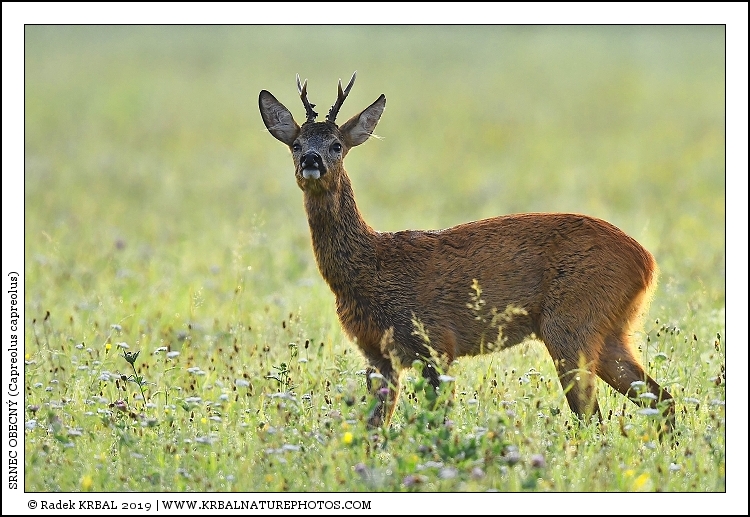 Srnec obecn� | Roe Deer | Reh | Capreolus capreolus