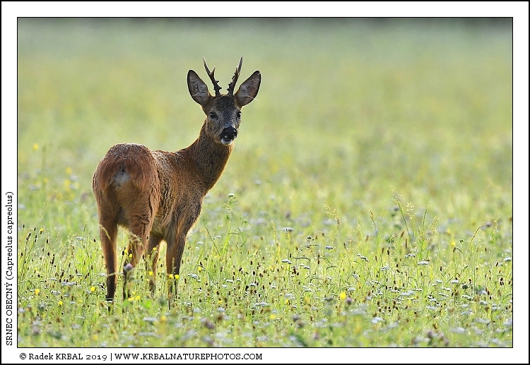 Srnec obecn� | Roe Deer | Reh | Capreolus capreolus