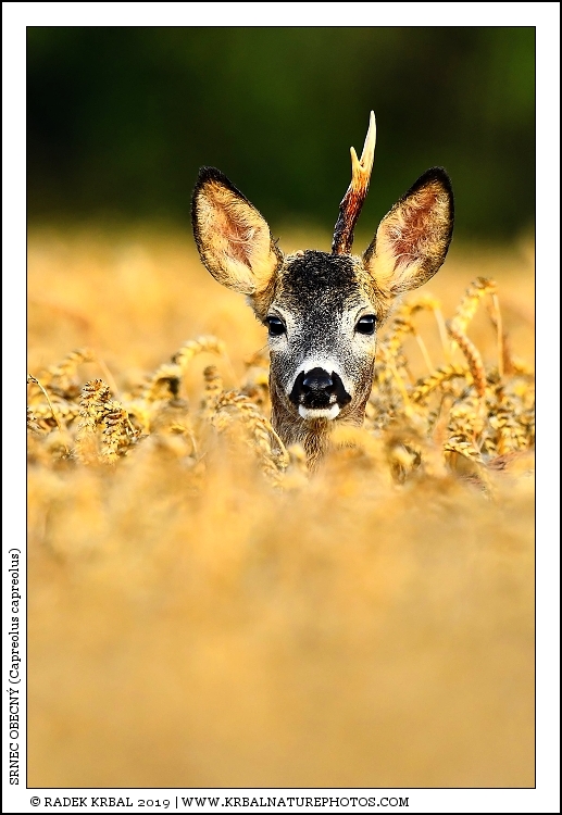 Srnec obecn� | Roe Deer | Reh | Capreolus capreolus