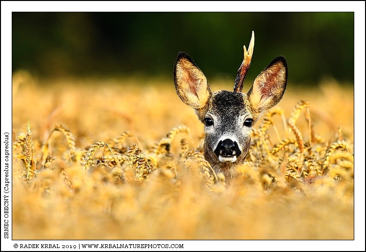 Srnec obecn� | Roe Deer | Reh | Capreolus capreolus