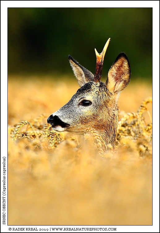 Srnec obecn� | Roe Deer | Reh | Capreolus capreolus