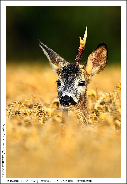 Srnec obecn� | Roe Deer | Reh | Capreolus capreolus
