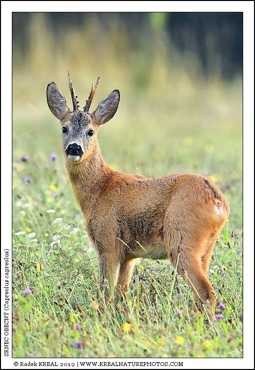 Srnec obecn� | Roe Deer | Reh | Capreolus capreolus