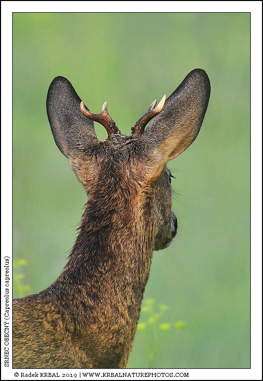 Srnec obecn� | Roe Deer | Reh | Capreolus capreolus