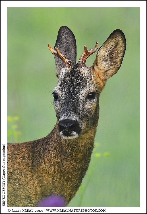 Srnec obecn� | Roe Deer | Reh | Capreolus capreolus