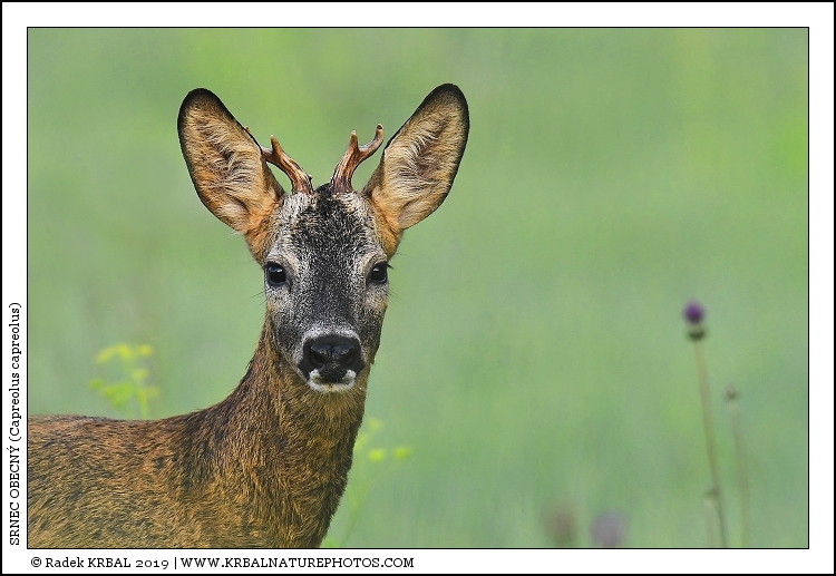 Srnec obecn� | Roe Deer | Reh | Capreolus capreolus