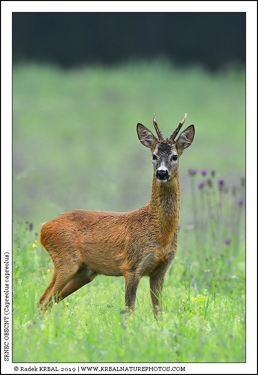 Srnec obecn� | Roe Deer | Reh | Capreolus capreolus