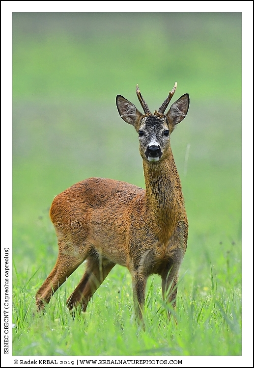 Srnec obecn� | Roe Deer | Reh | Capreolus capreolus
