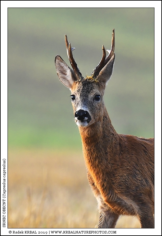 Srnec obecn� | Roe Deer | Reh | Capreolus capreolus
