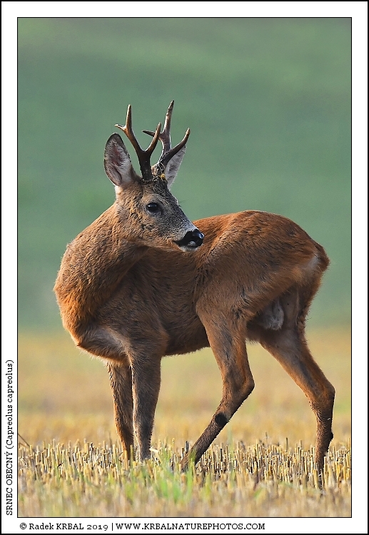 Srnec obecn� | Roe Deer | Reh | Capreolus capreolus
