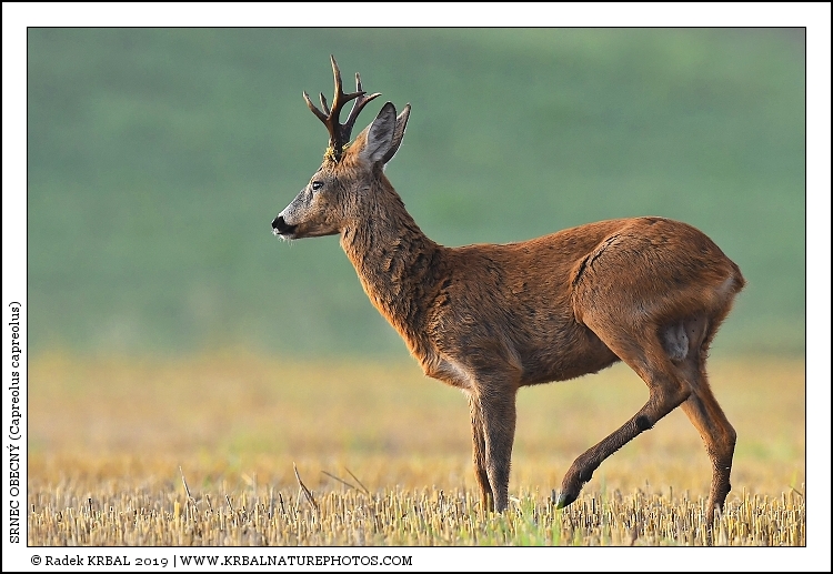 Srnec obecn� | Roe Deer | Reh | Capreolus capreolus