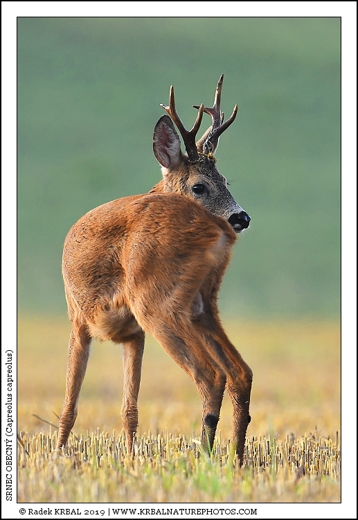 Srnec obecn� | Roe Deer | Reh | Capreolus capreolus