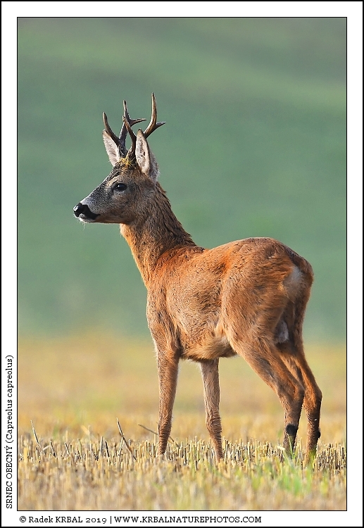 Srnec obecn� | Roe Deer | Reh | Capreolus capreolus