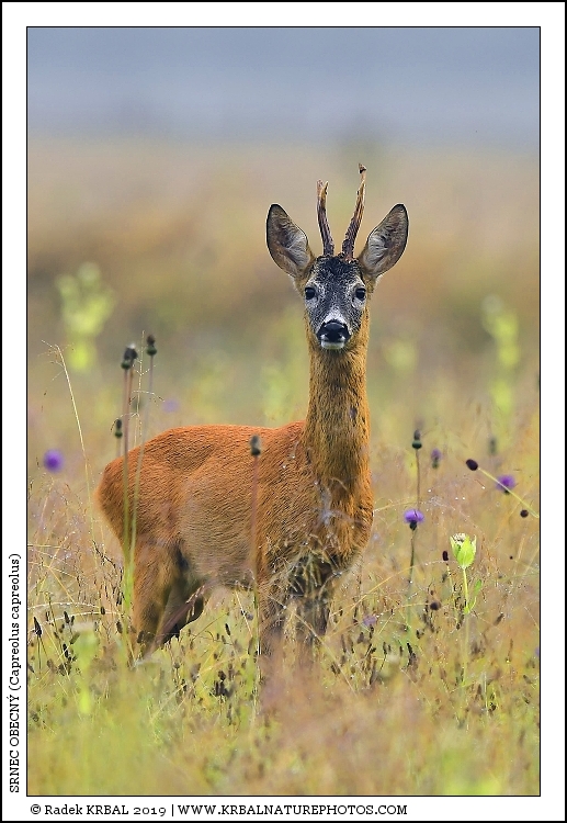 Srnec obecn� | Roe Deer | Reh | Capreolus capreolus