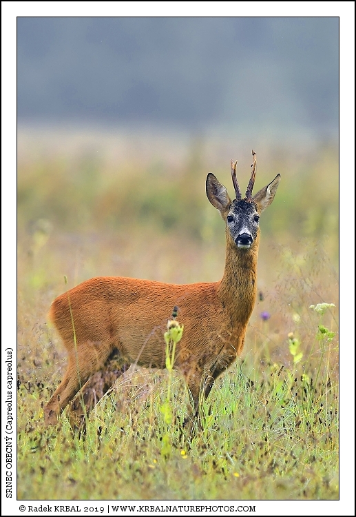 Srnec obecn� | Roe Deer | Reh | Capreolus capreolus