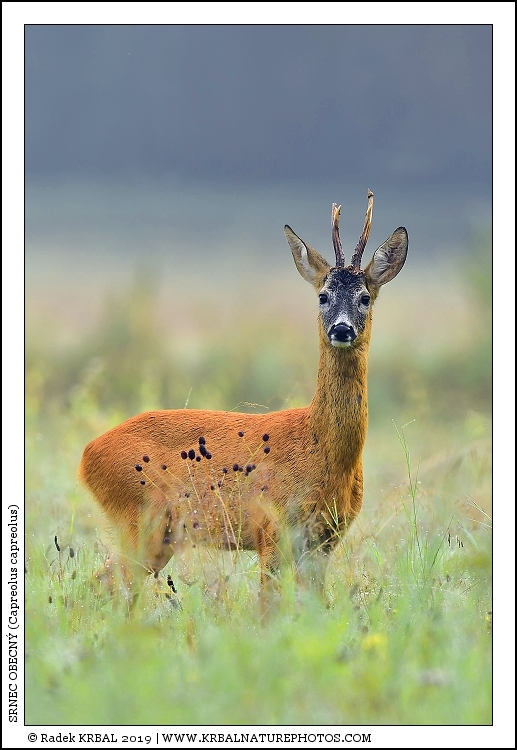 Srnec obecn� | Roe Deer | Reh | Capreolus capreolus