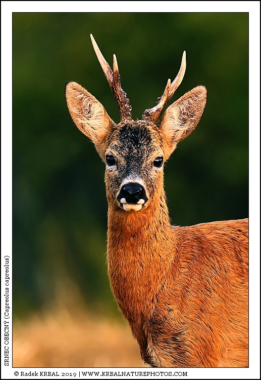 Srnec obecn� | Roe Deer | Reh | Capreolus capreolus