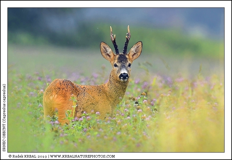 Srnec obecn� | Roe Deer | Reh | Capreolus capreolus
