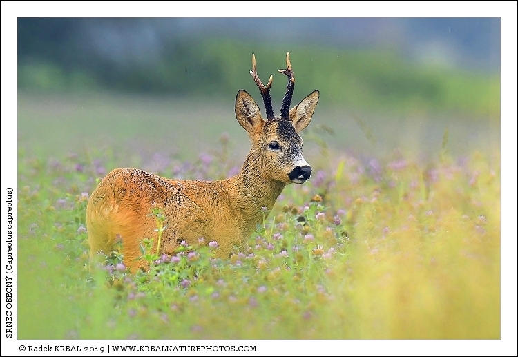 Srnec obecn� | Roe Deer | Reh | Capreolus capreolus
