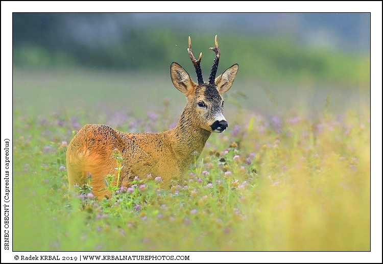 Srnec obecn� | Roe Deer | Reh | Capreolus capreolus