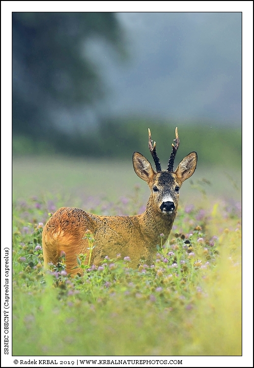 Srnec obecn� | Roe Deer | Reh | Capreolus capreolus