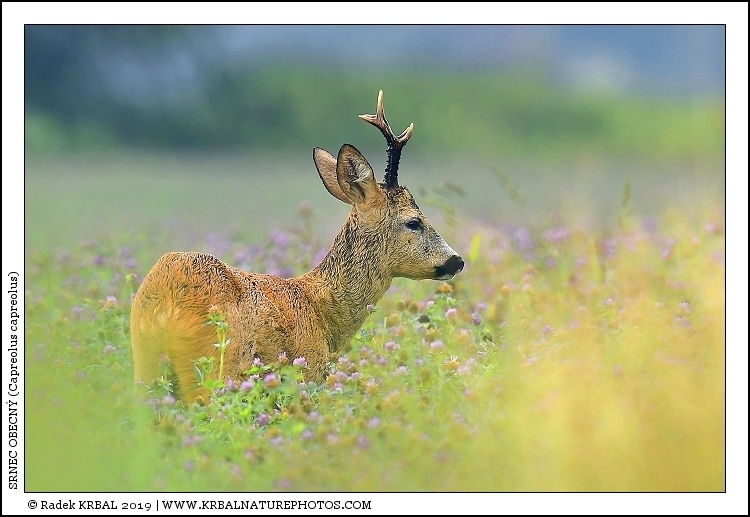 Srnec obecn� | Roe Deer | Reh | Capreolus capreolus