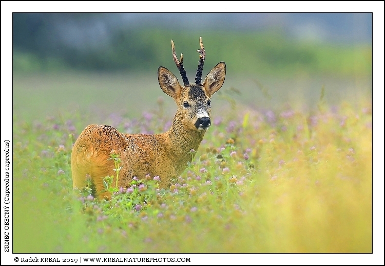 Srnec obecn� | Roe Deer | Reh | Capreolus capreolus