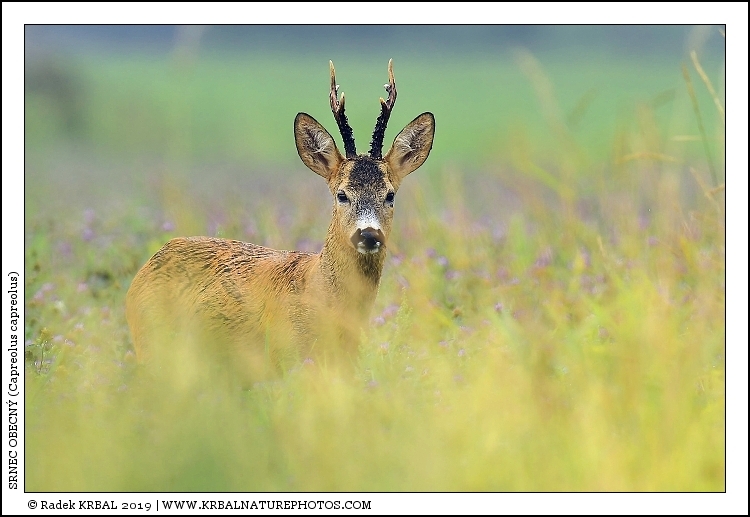 Srnec obecn� | Roe Deer | Reh | Capreolus capreolus