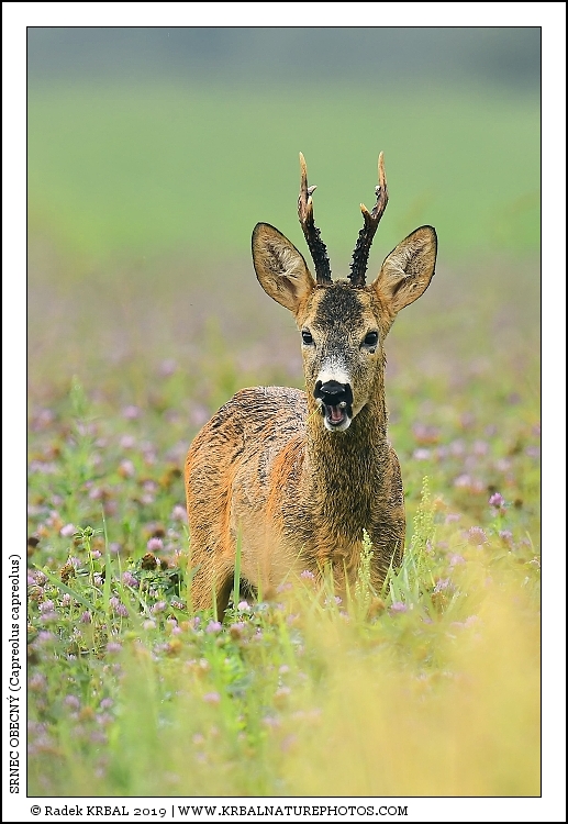 Srnec obecn� | Roe Deer | Reh | Capreolus capreolus