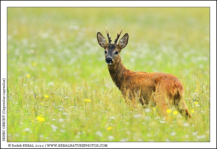 Srnec obecn� | Roe Deer | Reh | Capreolus capreolus