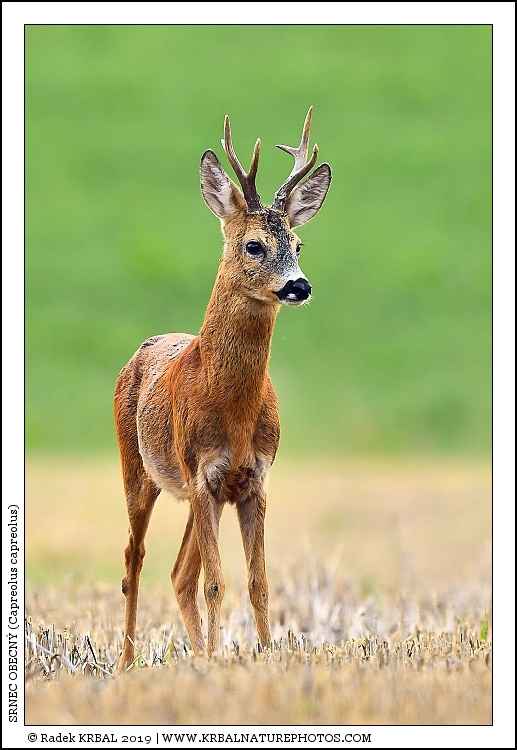 Srnec obecn� | Roe Deer | Reh | Capreolus capreolus