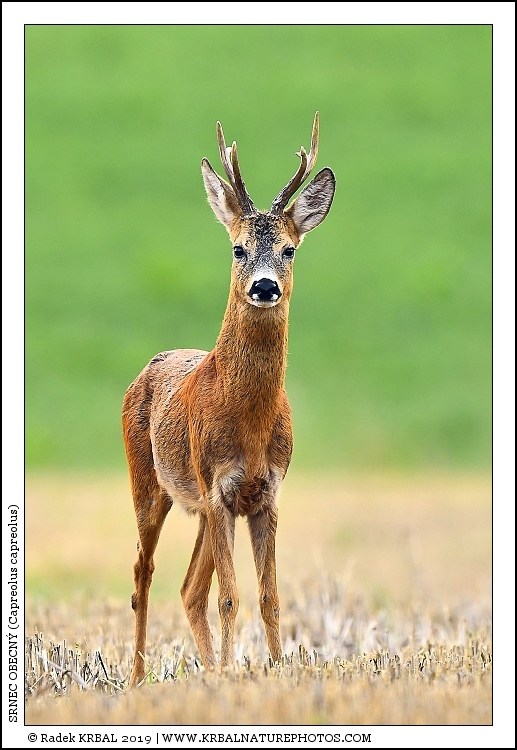 Srnec obecn� | Roe Deer | Reh | Capreolus capreolus