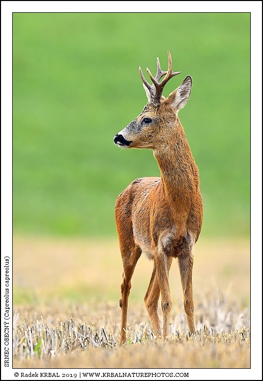 Srnec obecn� | Roe Deer | Reh | Capreolus capreolus