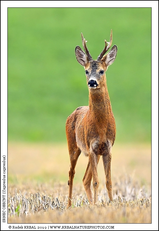 Srnec obecn� | Roe Deer | Reh | Capreolus capreolus
