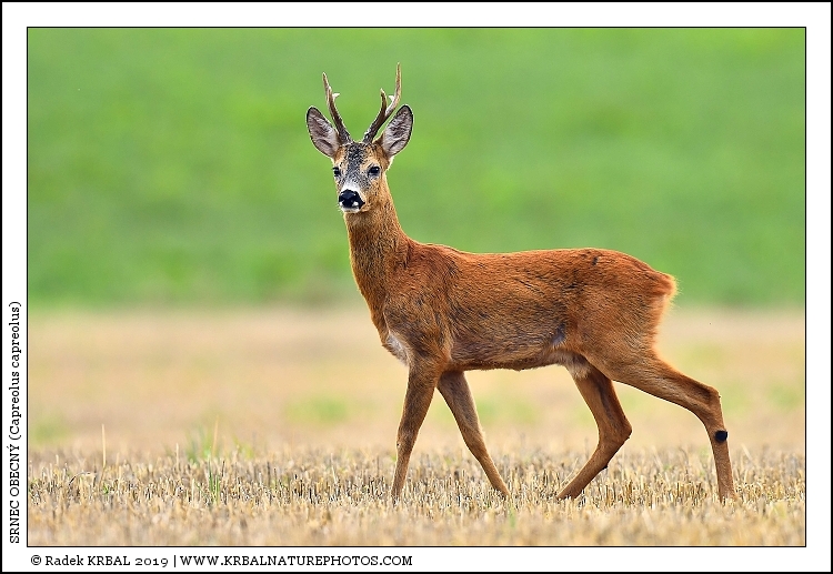 Srnec obecn� | Roe Deer | Reh | Capreolus capreolus
